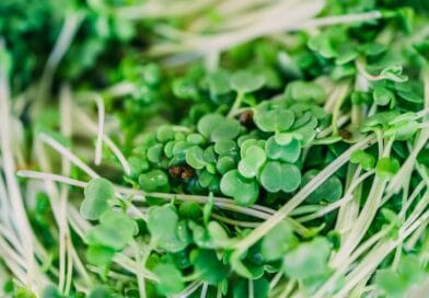 L’impact des aliments sur l’humeur