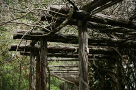 Comment choisir des treillis et des supports pour plantes grimpantes?