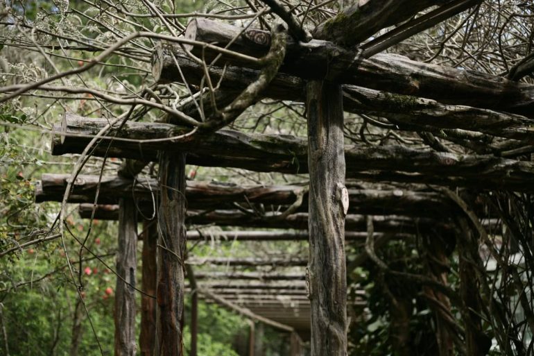 Comment choisir des treillis et des supports pour plantes grimpantes?